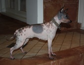 Group photos of Piaf & Kapu Pups