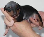 1st puppy male