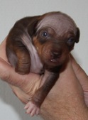 2nd puppy male