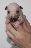 3rd puppy female