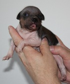 4th puppy female