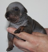 5th puppy: female