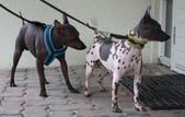 Group photos Piaf & Mio Pups