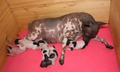 Salli and Kuma's puppies 10th March 09