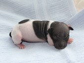 The 1st puppy, female