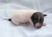 The 2nd puppy, male