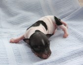 The 3rd puppy, male
