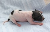 The 4th puppy, male