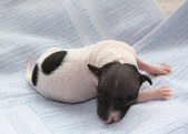 The 5th puppy, female
