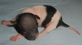 The first baby girl of Salli and Riki