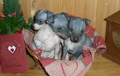 Salli and Riki's puppies 9th November 07