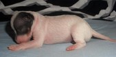 The second baby girl of Salli and Riki
