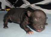 The third baby boy of Salli and Riki