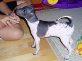 Salli and Taavi puppies 2005