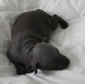 1st puppy, girl