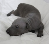 2nd puppy, boy