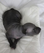4th puppy, boy