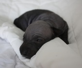5th puppy, boy