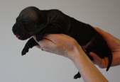 1st puppy, boy