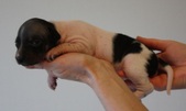 2nd puppy, girl