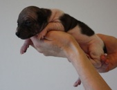 3rd puppy, girl