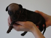 4th puppy, girl