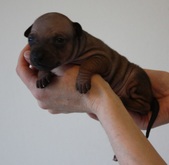 5th puppy, girl