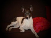 Elvis (Horizon Northern Star)