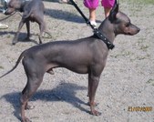 Rascal (Flinthill's Roustabout Rascal)