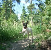 Kendra (Horizon Finnish White Flash)