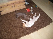 Enlarge photo 16