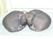 Peruvian Hairless Dogs