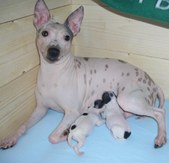 Tempo and Neo's pups 2008