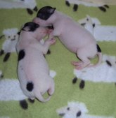 Enlarge photo 15