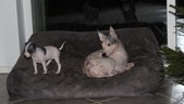 Enlarge photo 16