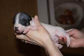 Enlarge photo 11