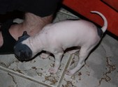Enlarge photo 15