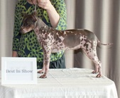Group photoes of Mocca & Onni pups