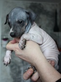 The 2nd puppy: boy