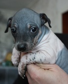 The 3rd puppy: girl