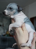 The 4th puppy: girl
