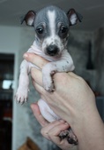 The 5th puppy: girl