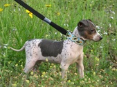 Mocca (Timeless Silverado Bacardi)