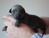 1. puppy, female