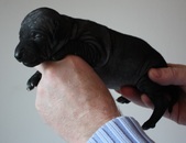 2. puppy, female