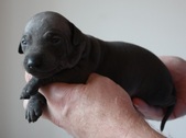 3. puppy, male