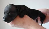 4. puppy, male