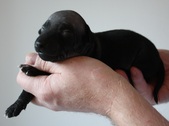 5. puppy, male