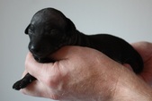 6. puppy: male