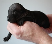 7. puppy, male